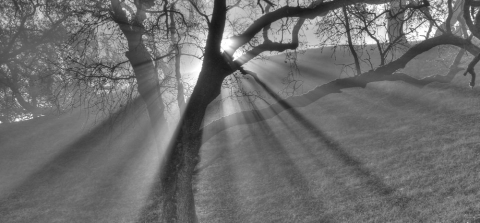 Nature Photography